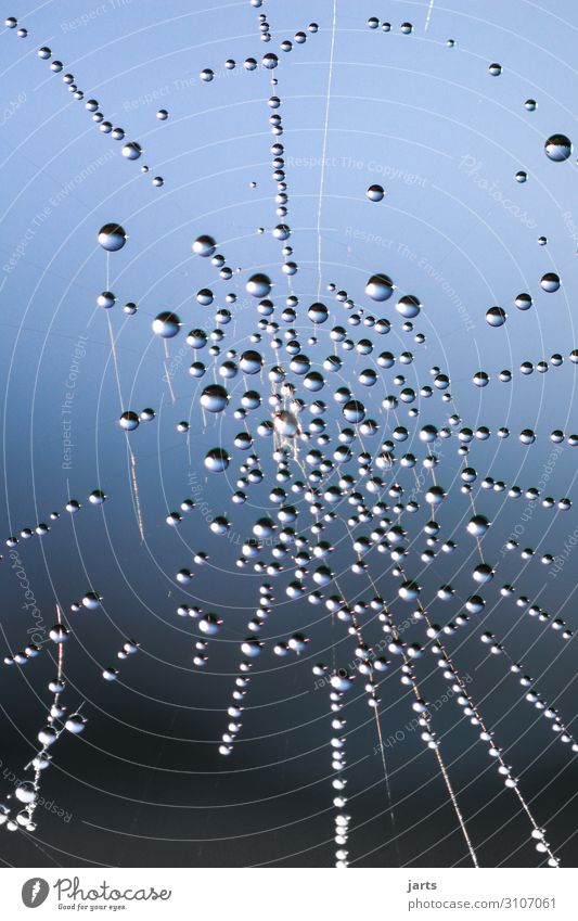 drop net Plant Drops of water Sky Sun Beautiful weather Fog Fluid Wet Nature Spider's web Subdued colour Exterior shot Close-up Detail Macro (Extreme close-up)