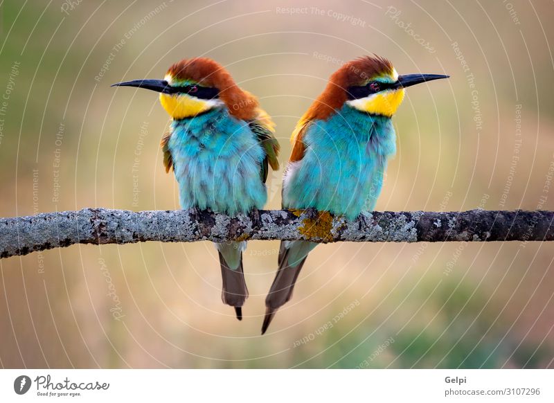 Love on the branch Exotic Beautiful Freedom Partner Environment Nature Animal Park Bird Bee Kissing Small Wild Blue Yellow Green Red Colour Attachment wildlife