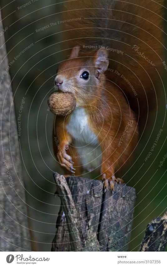 European brown squirrel Nature Animal Wild animal 1 Eating Feeding Soft Squirrel branch branches copy space cuddly cuddly soft cute european squirrel forest For