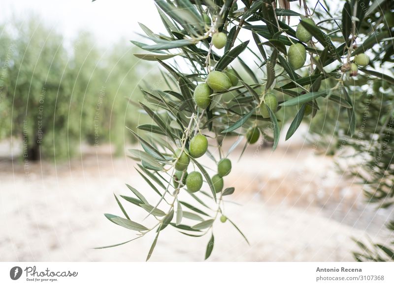 Green olives Human being Hand Autumn Tree Select Wild oil Harvest agricutlture andalusia meditearraen Jaen torredelcampo collect Mature food Farmer branch