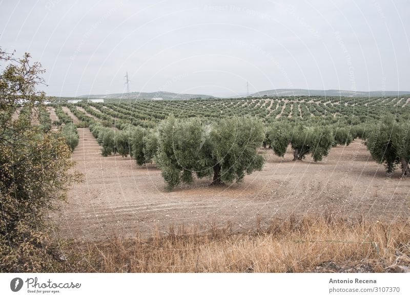 Olives Human being Hand Landscape Autumn Tree Select Wild Green olive oil Harvest agricutlture andalusia meditearraen Jaen torredelcampo collect Mature food