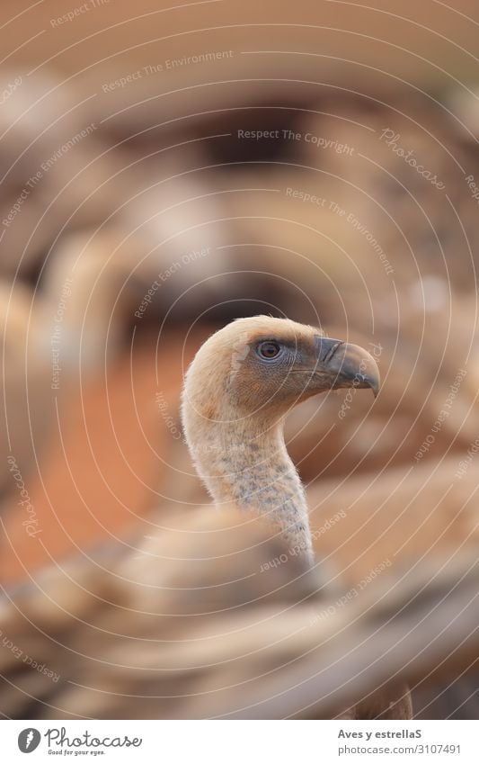 Griffon Vulture (Gyps fulvus) released Bird Animal Beak Head Nature Neck Portrait photograph Wild Gamefowl Eyes Emu Zoo Feather Close-up Goose Flightless bird