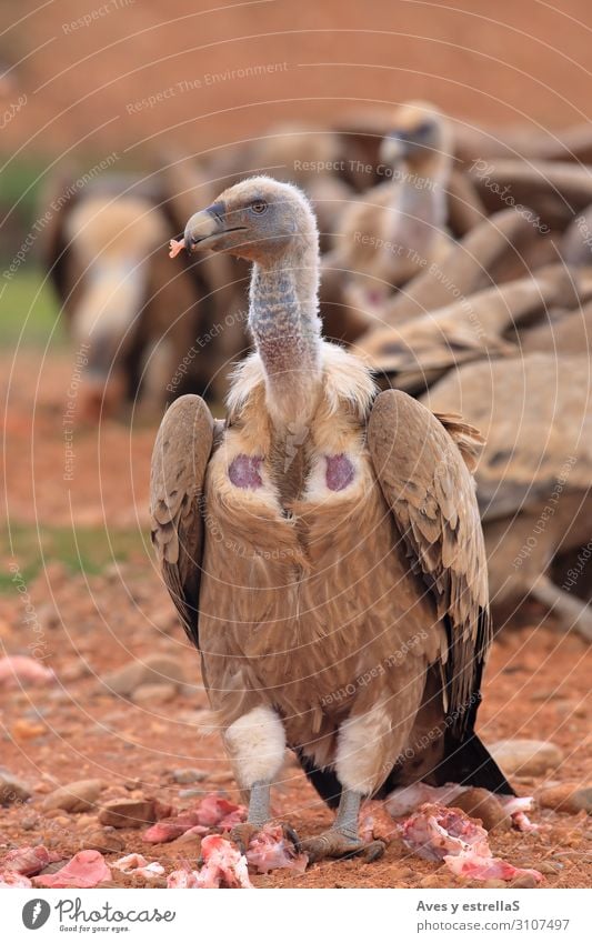 Griffon Vulture (Gyps fulvus) released Bird Animal Beak Nature Gamefowl Scavenger Wild Feather Land-based carnivore Prater Pretoria Head Prey raptor White Hawk