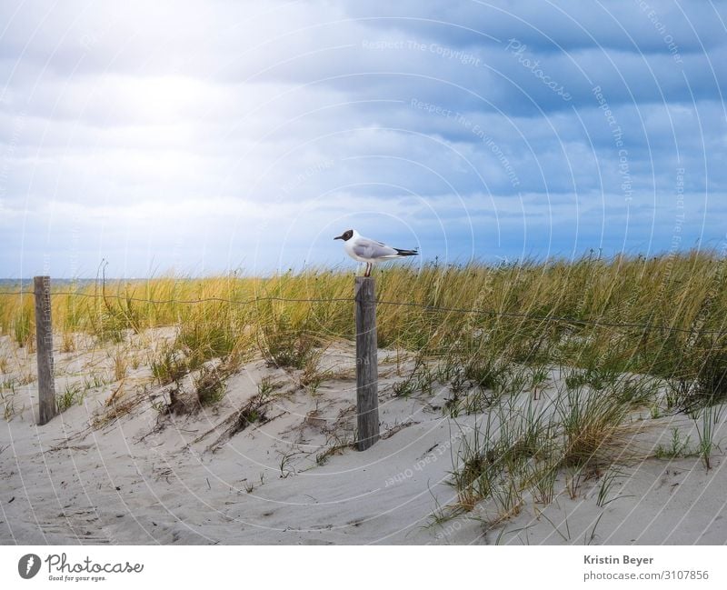 Seagull on the beach Vacation & Travel Beach Nature Landscape Plant Animal Sand Sky Grass Coast Baltic Sea Ocean Wild animal Bird 1 Water Observe Relaxation