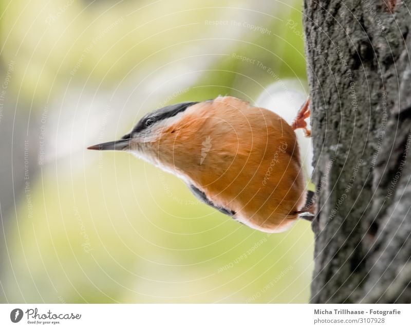 Nuthatch on a tree trunk Nature Animal Sun Sunlight Beautiful weather Tree Wild animal Bird Animal face Wing Claw Eurasian nuthatch Beak Eyes Feather Plumed 1