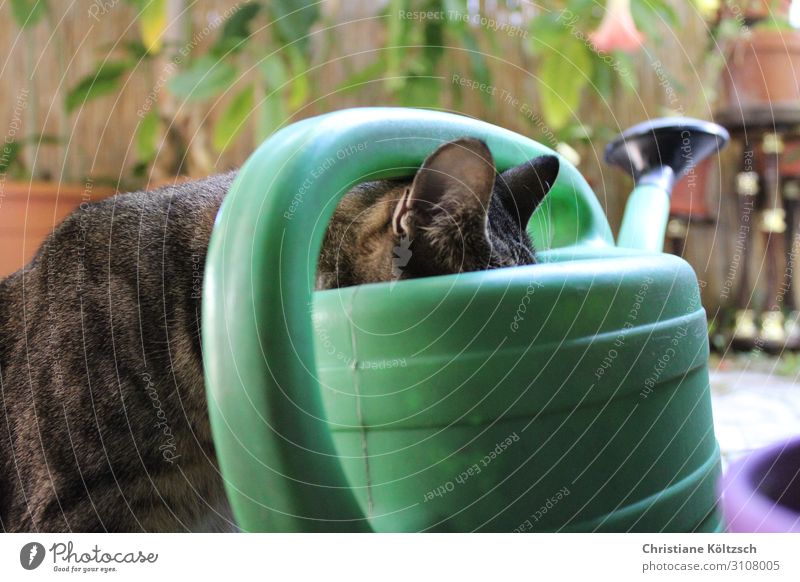 Thirst, no matter where you come from Drinking Drinking water Watering can Animal Pet Cat 1 Observe Looking Contentment Diligent Colour photo Exterior shot