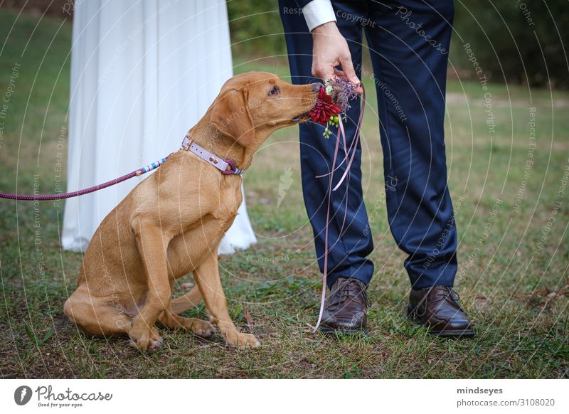 Wedding with dog Couple 2 Human being 30 - 45 years Adults Nature Meadow Wedding dress Suit Leather shoes Accessory Bouquet Pet Dog Labrador 1 Animal String