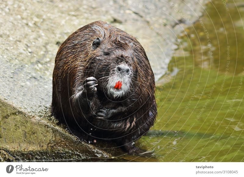 cute coypu cleaning fur Face Life Relaxation Teeth Zoo Nature Animal Pond Fur coat Small Wet Natural Cute Wild Brown Gray Black Nutria Mammal Incisor Harmful