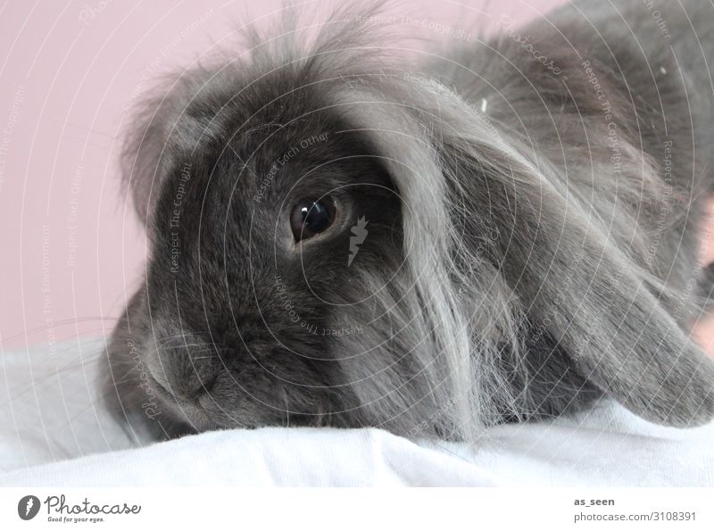 hasi Animal Pet Animal face Pelt Hare & Rabbit & Bunny Rodent 1 Crouch Lie Esthetic Authentic Cuddly Cute Gray Pink Black Emotions Love of animals
