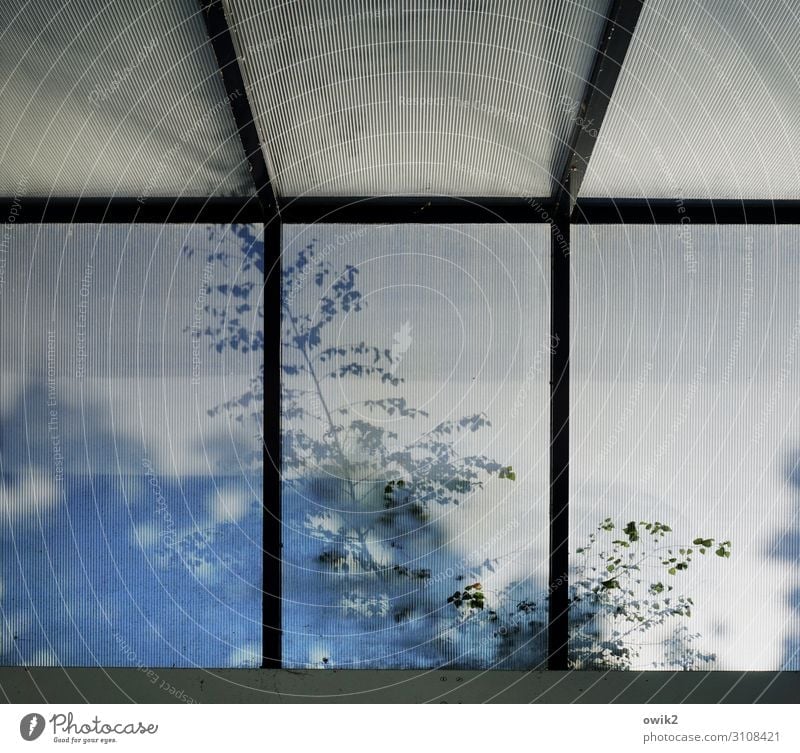 leaf canopy Plant Tree Twig Leaf Window Glass Movement Hazy Skylight Petrol station Colour photo Subdued colour Exterior shot Structures and shapes