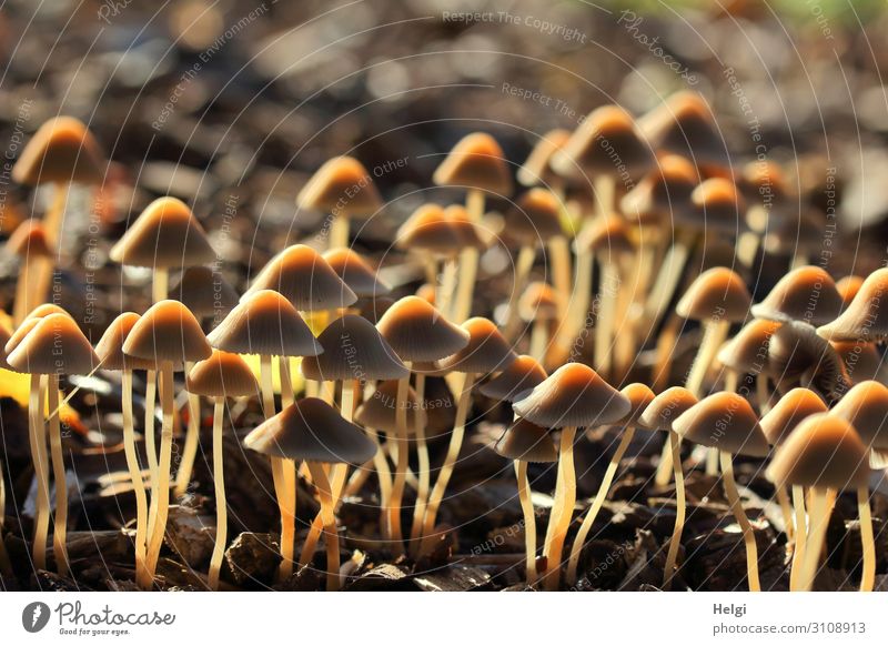 many small brown mushrooms grow in the park against the light Environment Nature Landscape Autumn Beautiful weather Park Illuminate Stand Growth Esthetic