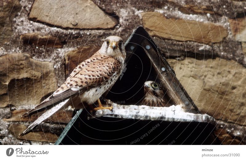 falcon Falcon Nest Nutrition Vantage point Wild animal Flying Food