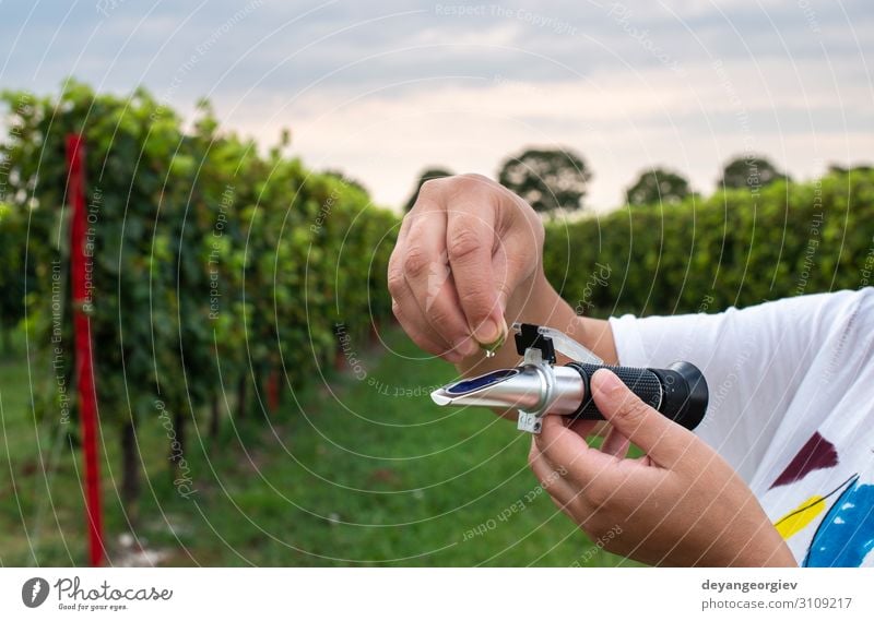 Measure grape beans in vineyards. Fruit Contentment Examinations and Tests Growth Fresh Natural Juicy Concentrate refractometer brix meter Vineyard wine