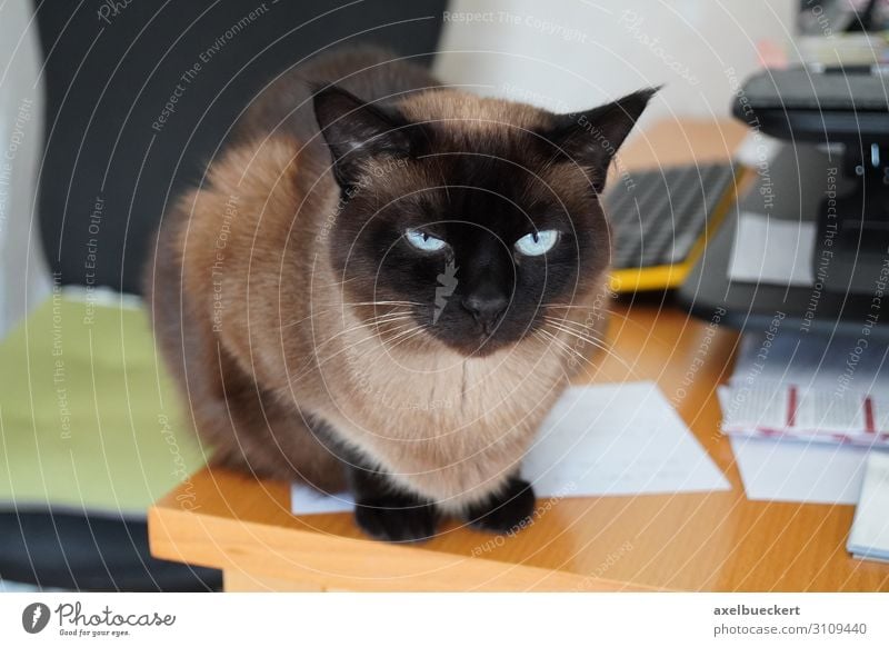 Cat on untidy desk Living or residing Flat (apartment) Desk Animal Pet 1 Sit Siamese cat Domestic cat purebred cat Untidy Table Obstinate Piece of paper