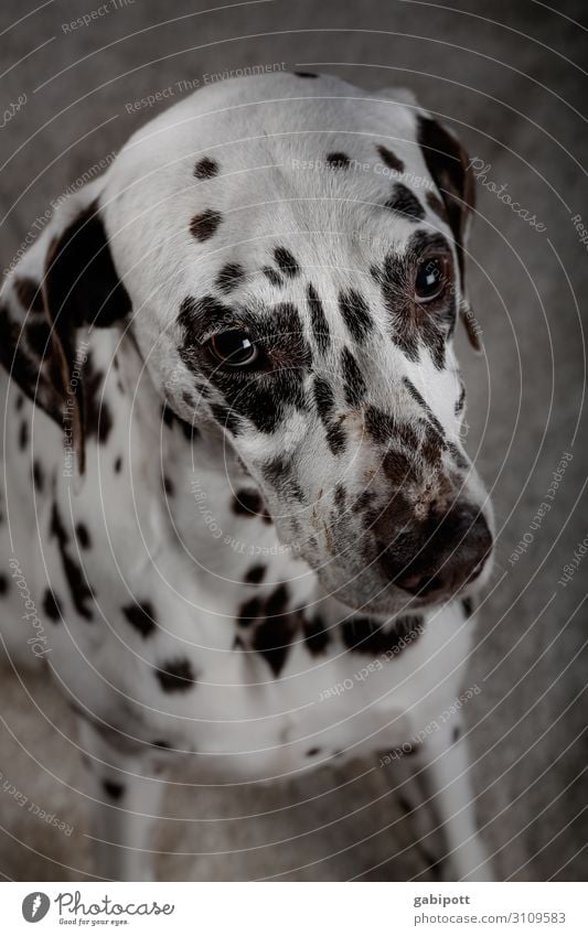 Can I have another...? Animal Pet Dog 1 Looking Kitsch Sweet Cute Puppydog eyes Beg Love of animals Dalmatian Eyes Point Colour photo Interior shot Close-up