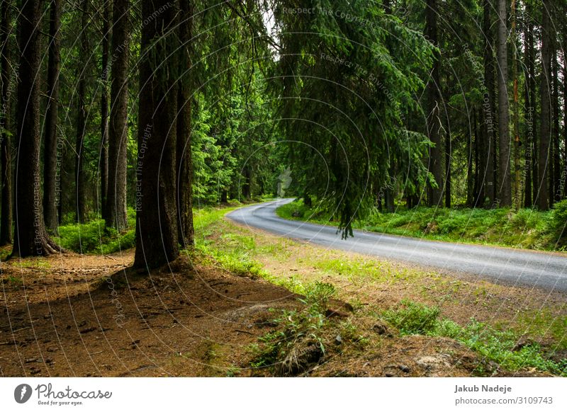 Road Through Forest Environment Nature Spring Tree Wood Observe Hiking Authentic Natural Wild Green Contentment Adventure Expectation Mysterious Calm