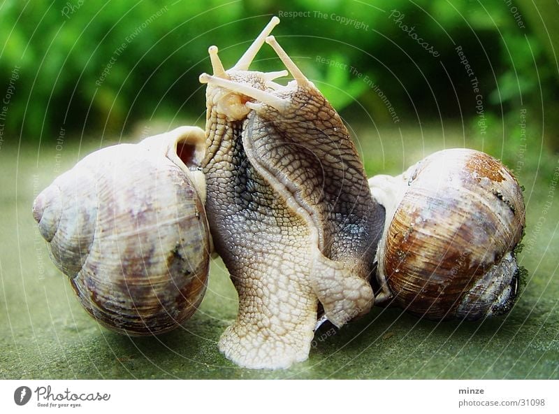open air Snail Muddled Snail shell Emotions