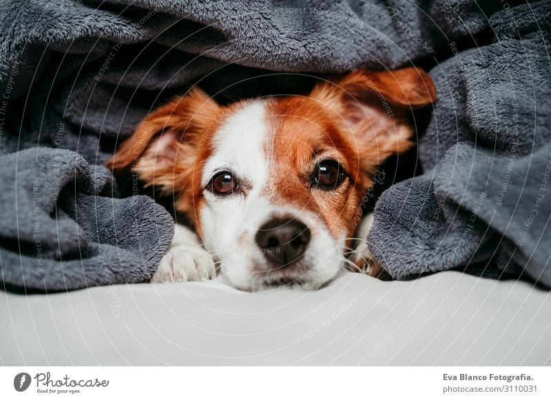 cute small jack russell lying on bed covered with grey blanket Lifestyle Face Leisure and hobbies Winter House (Residential Structure) Bed Animal Autumn Pet Dog
