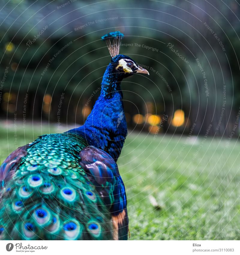 swank Peacock Peacock feather 1 Animal Beautiful Blue Multicoloured Illuminate Royal Colour photo Exterior shot Deserted Copy Space right Shallow depth of field