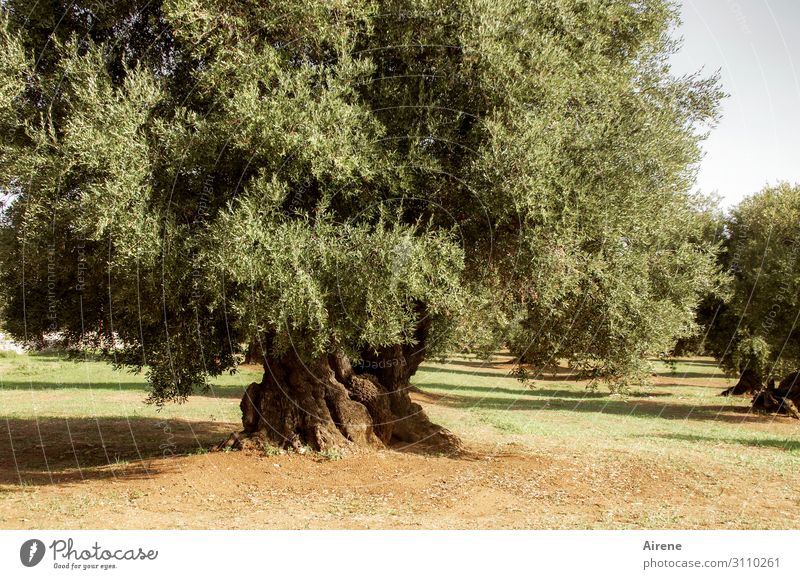 oil producer Agriculture Forestry Plant Beautiful weather Tree Agricultural crop Olive tree Olive grove Old Uniqueness Natural Original Dry Green Dependability