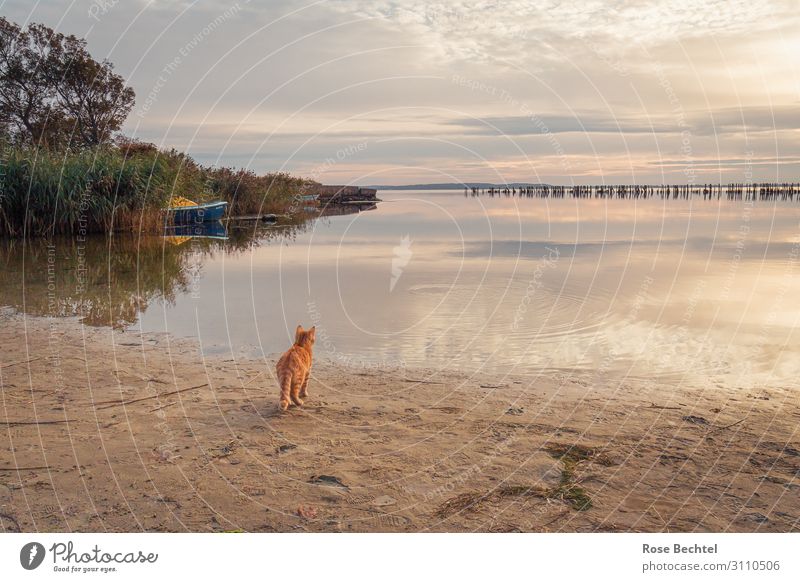 Red tabby cat on the beach Pet Farm animal Cat 1 Animal Wait Exceptional Maritime Peaceful Watchfulness Longing Loneliness Vacation & Travel Surrealism red cat