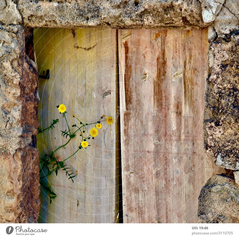 Rays of hope (1) Trip Summer Living or residing Beautiful weather Plant Blossom Foliage plant Village Old town Deserted Wall (barrier) Wall (building) Door
