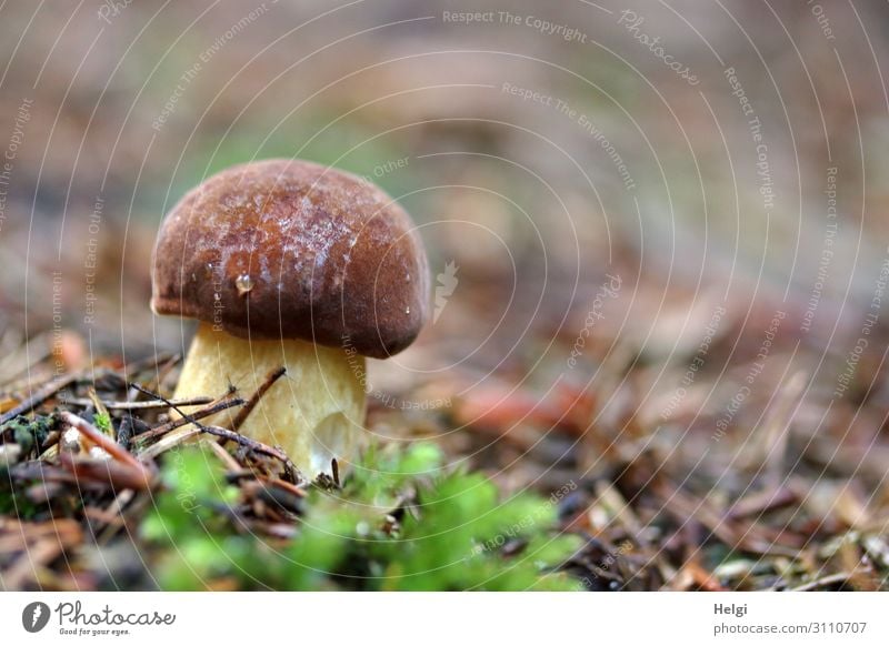 small, thick chestnut tree - a type of mushroom - grows on the forest floor in autumn Environment Nature Plant Autumn Forest Stand Growth Fresh Small Delicious