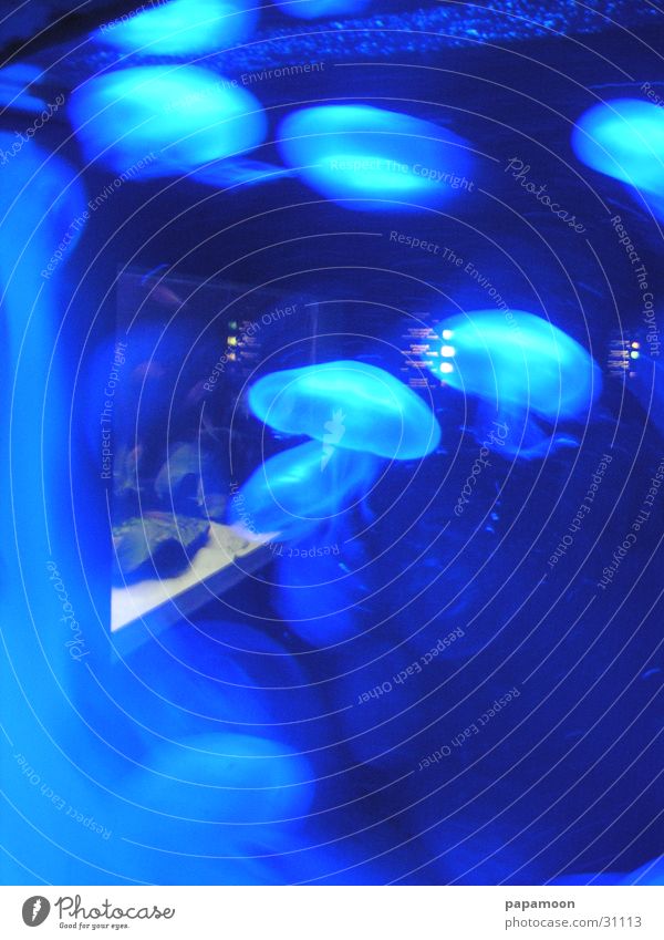 waterclouds Jellyfish Calm Aquarium Blue Reflection Movement Water
