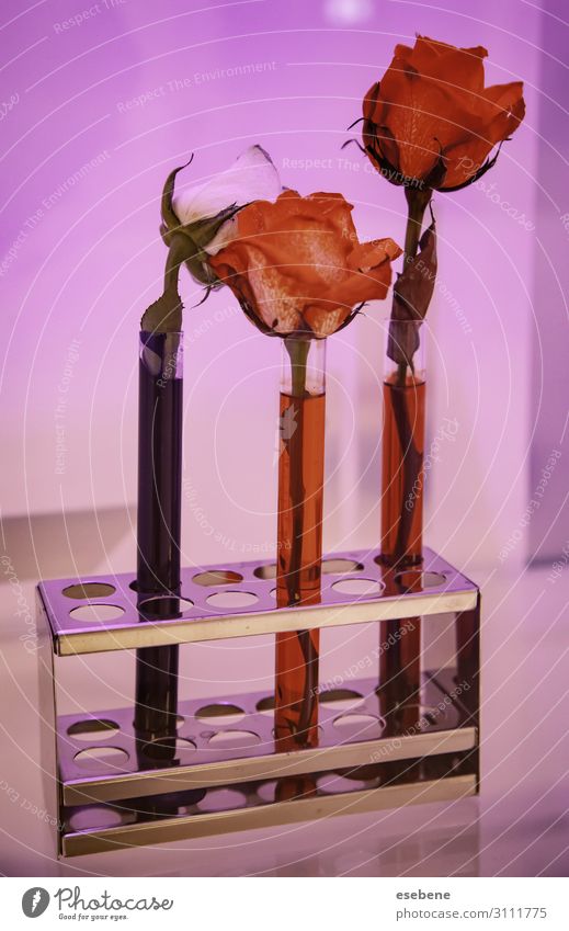 Roses in test tubes Beautiful Medication Decoration Science & Research Laboratory Examinations and Tests Environment Nature Plant Flower Tube Bouquet Fresh