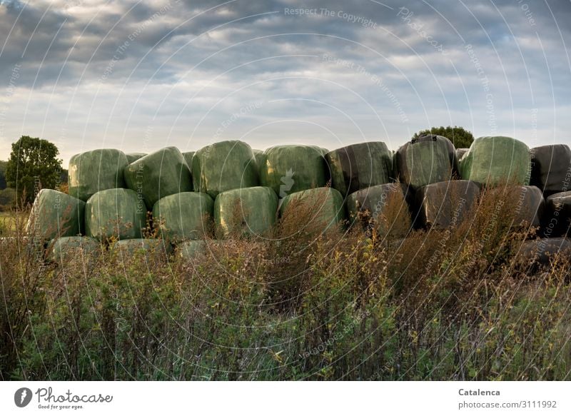 trapped in plastic | the former green grass of the willow silage bales Feed Grass Plant Weed Bushes Tree Sky Clouds Landscape Agriculture Animal feed