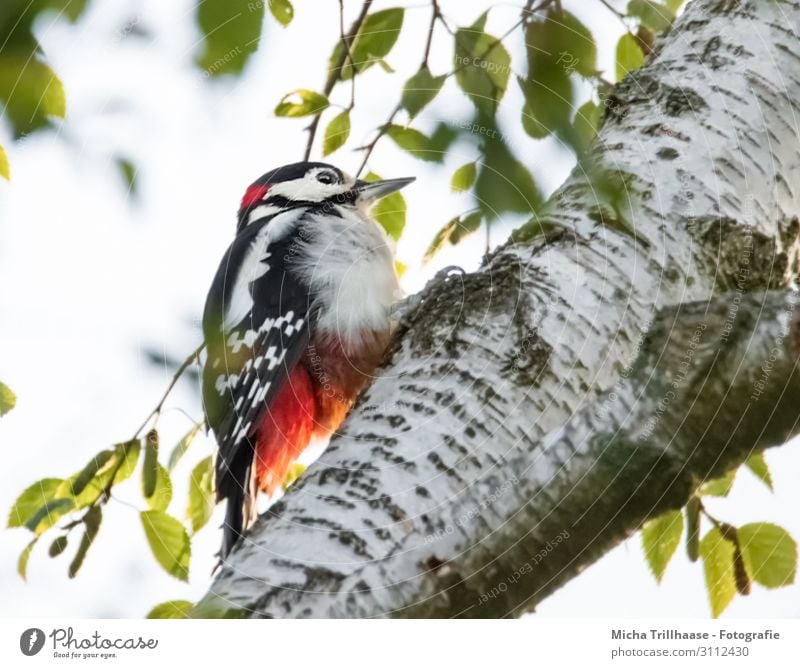Great spotted woodpecker on birch trunk Nature Animal Sky Sunlight Beautiful weather Tree Leaf Birch tree Tree trunk Wild animal Bird Animal face Wing Claw