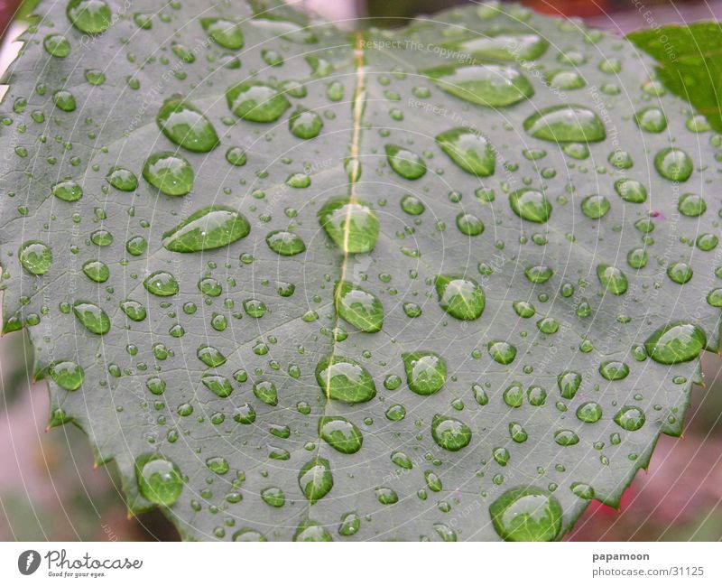 raindrops Rain Leaf Wet Damp Green Enlarged Drops of water Water Lens