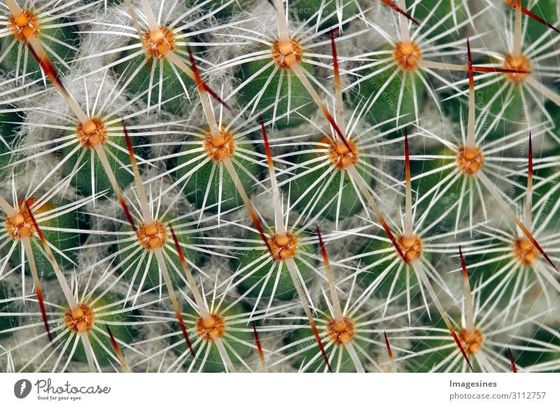 Cactus close-up Nature Plant Wild plant Exotic Eroticism Thorny Multicoloured Pain "Wax Growth sheet,macro Natural tart peak structure succulent Summer texture