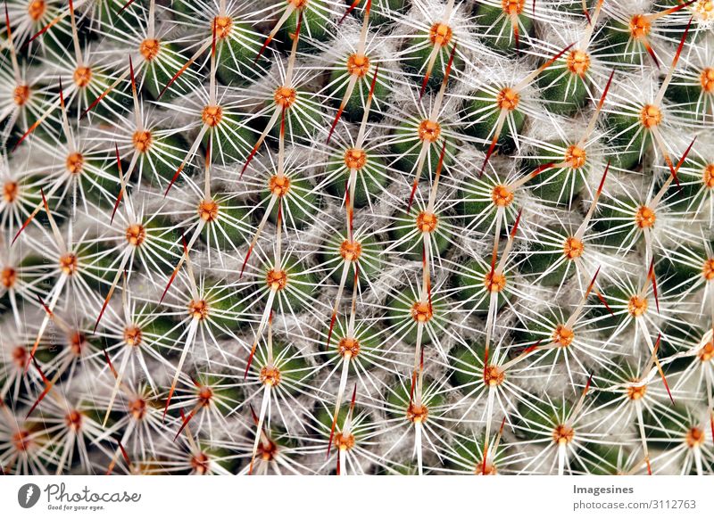 Cactus - And it pricks pricks Nature Plant Exotic Thorny Multicoloured Pain "Thorns cate Close-up background full screen Abstract Beautiful botanical Botany