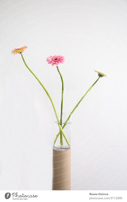 3 Gerbera flowers in glass on cardboard roll installation blossoms Plant Flower Blossom Glass Work of art Minimalistic Sparse Blossoming pastel shades