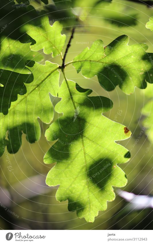 green Plant Beautiful weather Leaf Forest Fresh Healthy Natural Positive Green Serene Calm Nature Oak leaf Colour photo Exterior shot Close-up Deserted
