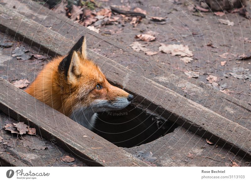 Fuchs looks out of a hole in the floor Animal Wild animal Animal face 1 Wood Looking Brown Fox Foxs den Look out Colour photo Exterior shot Copy Space right