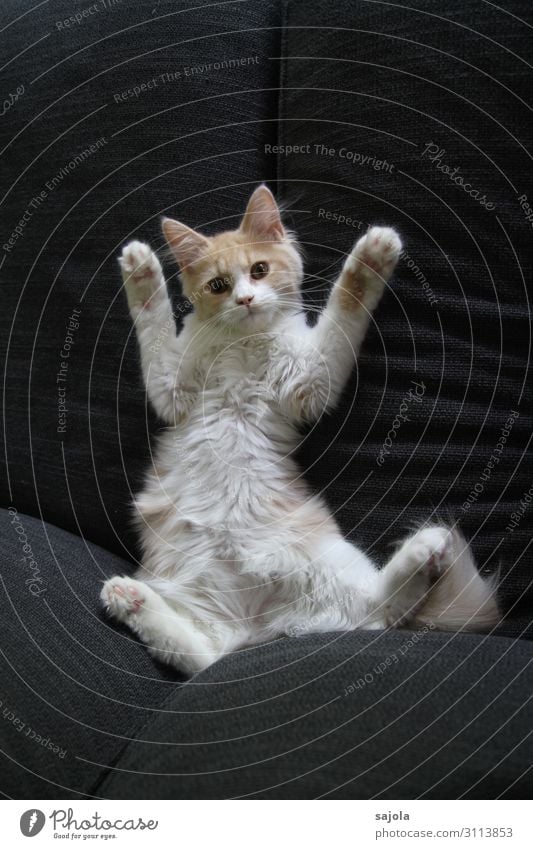 paws up! Animal Pet Cat 1 Observe Relaxation Lie Looking Playing Hands up! Calm Vertauen Colour photo Interior shot Deserted Copy Space top Copy Space bottom