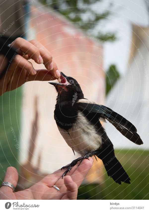 Elton wants more. Hand Fingers Summer Wild animal Black-billed magpie Young bird 1 Animal Baby animal To feed Feeding Authentic Positive Trust Love of animals