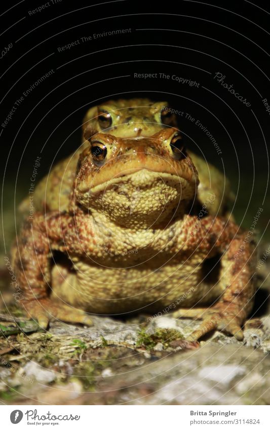 Toad, Frog, Earth Toad Moving (to change residence) Education Advertising Industry Science & Research Animal Spring Logistics Wild animal 2 Athletic Power