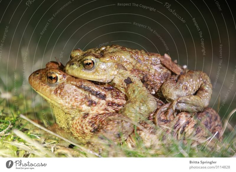 Earth toad, frog, toad Moving (to change residence) Education Team Environment Animal Frog 2 Carrying Together Spring fever Willpower Environmental protection