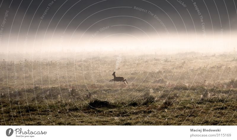 Roe deer runs across a clearing surrounded by morning fog. Nature Animal Spring Summer Autumn Weather Fog Meadow Hunting Serene Calm Deer Clearing wildlife one