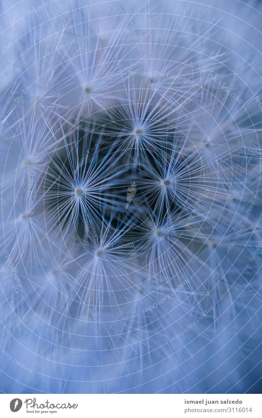 abstract dandelion flower seed in autumn Dandelion Flower Plant Seed Floral Garden Nature Natural Decoration Abstract Consistency Soft background Romance