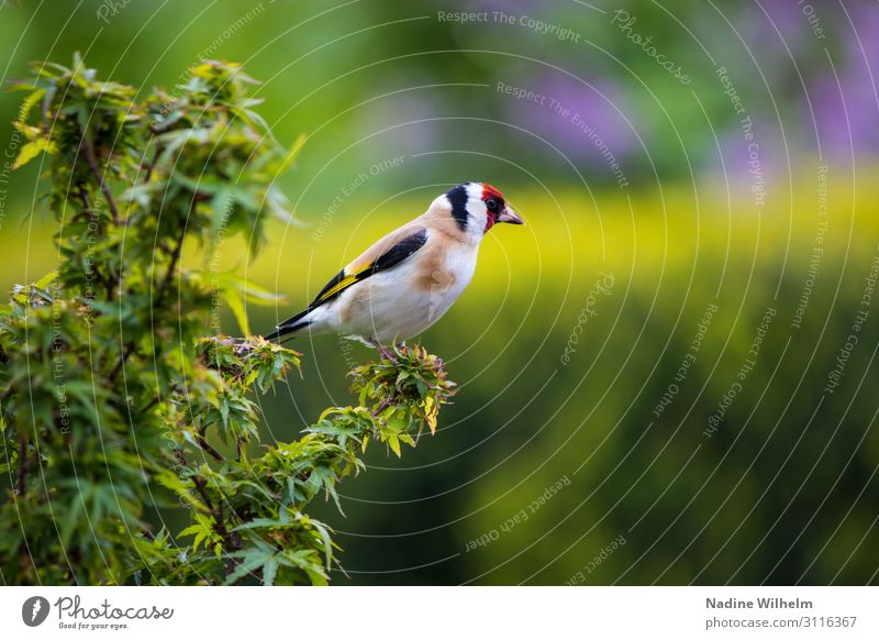 Goldfinch Old Bird Animal Wild animal Wing 1 Crouch Sit Stand Free Fresh Cute Warmth Multicoloured Yellow Green Red Black White Calm Freedom Perspective
