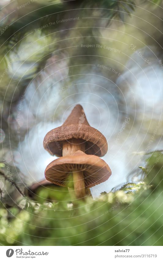 acorn-hatted Environment Nature Plant Autumn Tree Bushes Moss Forest Growth Poison Mushroom Mushroom cap pointed hat Enchanted forest Gorgeous Blur Mystic
