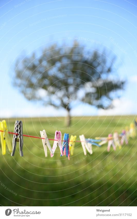 clothesline Wedding Family & Relations Friendship Partner Garden Arrangement Clothesline Clothes peg Firm Hold Clarity System Orderliness Colour photo