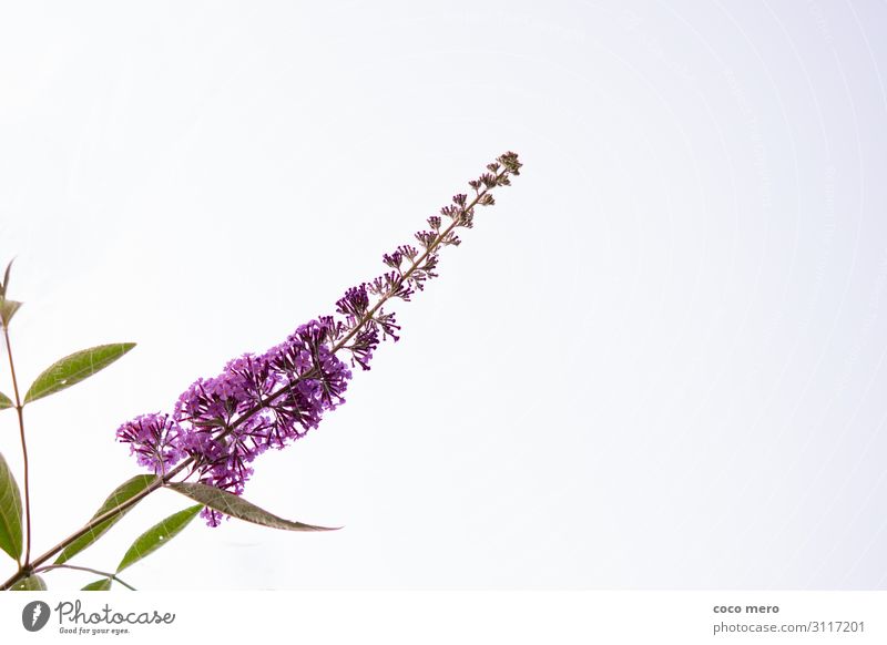 summer blueberry Nature Plant Sky Cloudless sky Summer Blossom Fragrance Relaxation Freedom Buddleja Colour photo Exterior shot Deserted Copy Space right Day