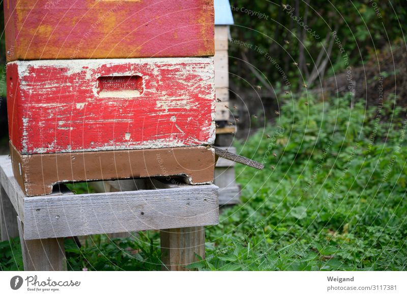 bees Environment Nature Outskirts Flying Bee Honey Summer Bee-keeping Colour photo Exterior shot Deserted Shallow depth of field
