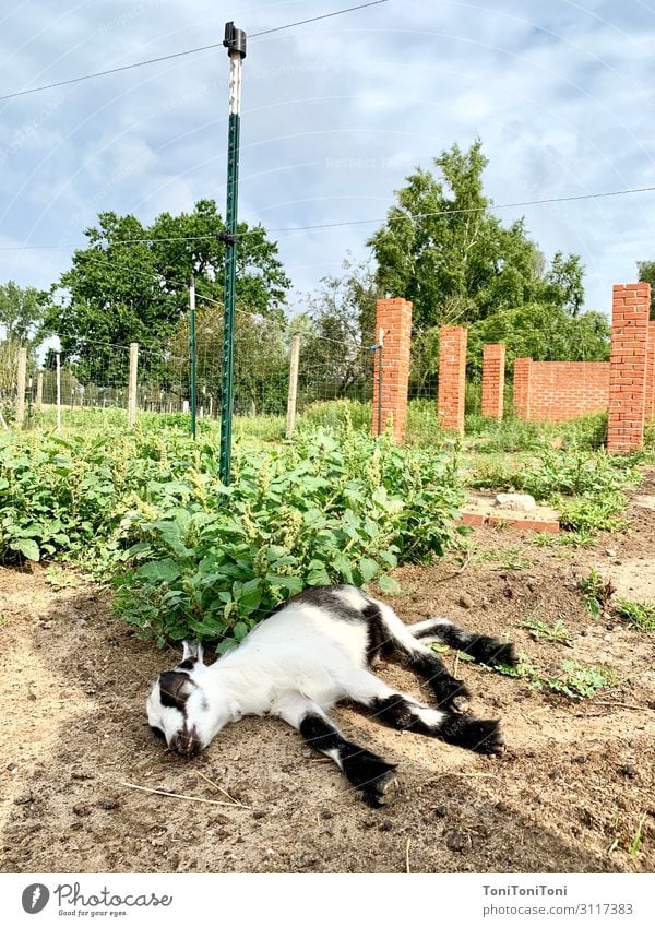 Goat rotting Summer vacation Nature Landscape Earth Beautiful weather Field Animal Farm animal 1 Baby animal To enjoy Sleep Goats Colour photo Subdued colour