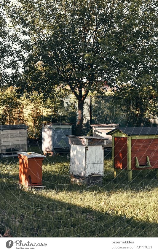 Apiary with couple hives in a orchard Summer Nature Animal Bee Authentic Natural honey apiculture Bee-keeping Honey bee agriculture bee yard bee-garden colony